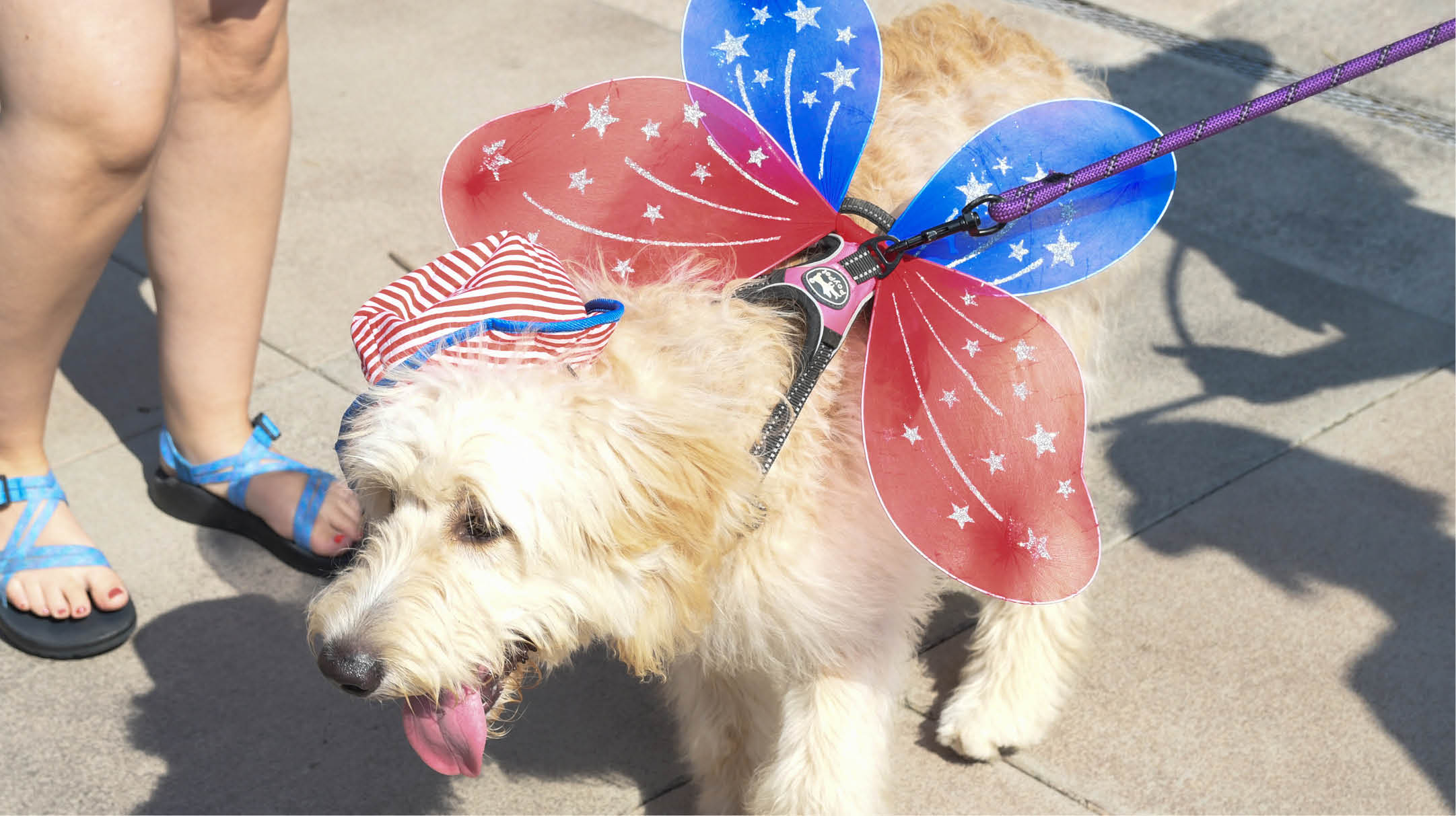 Dog dressed in patriotic-themed costume 